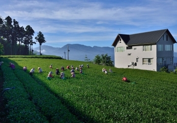 關於阿里山珠露茶--清禾茶業